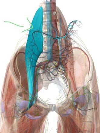LE MUSCLE PSOAS